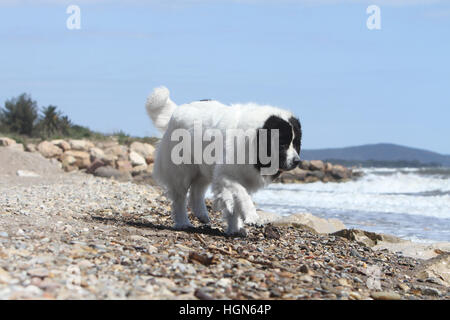 Landseer Hund / Erwachsenen laufen am Strand Strände am Meer Sand Sommer Sonne heiß Urlaub Ferien Profil Stockfoto