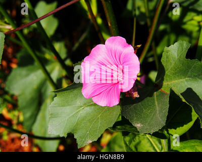 Lavatera trimestris (syn. Althaea trimestris) - jährliche Mallow Stockfoto