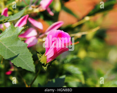 Lavatera trimestris (syn. Althaea trimestris) - jährliche Mallow Stockfoto