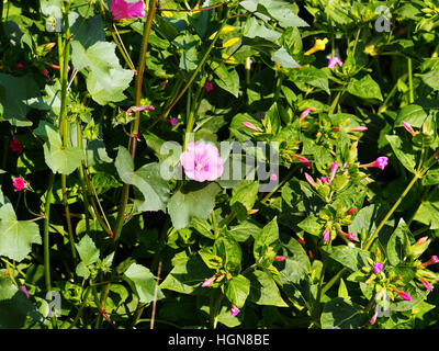 Lavatera trimestris (syn. Althaea trimestris) - jährliche Mallow Stockfoto