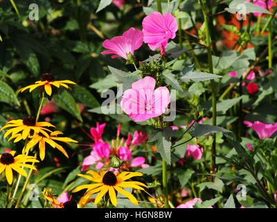 Lavatera trimestris (syn. Althaea trimestris) - jährliche Mallow Stockfoto