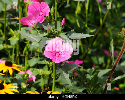 Lavatera trimestris (syn. Althaea trimestris) - jährliche Mallow Stockfoto