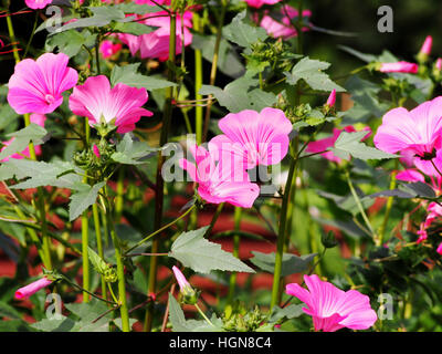 Lavatera trimestris (syn. Althaea trimestris) - jährliche Mallow Stockfoto