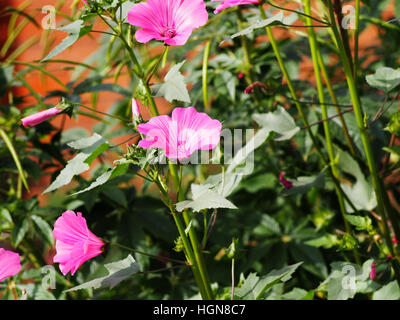 Lavatera trimestris (syn. Althaea trimestris) - jährliche Mallow Stockfoto