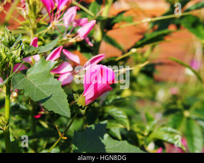 Lavatera trimestris (syn. Althaea trimestris) - jährliche Mallow Stockfoto