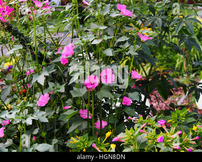 Lavatera trimestris (syn. Althaea trimestris) - jährliche Mallow Stockfoto