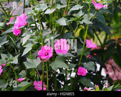 Lavatera trimestris (syn. Althaea trimestris) - jährliche Mallow Stockfoto