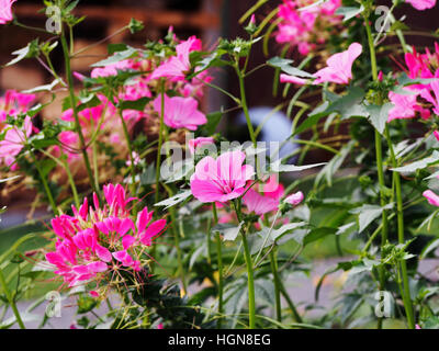 Lavatera trimestris (syn. Althaea trimestris) - jährliche Mallow Stockfoto