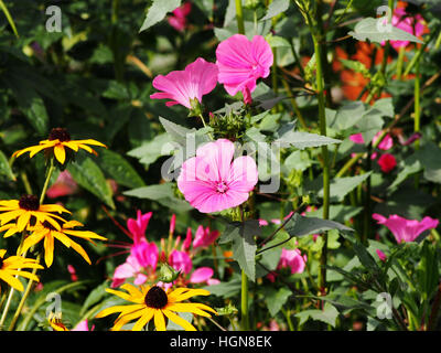 Lavatera trimestris (syn. Althaea trimestris) - jährliche Mallow Stockfoto