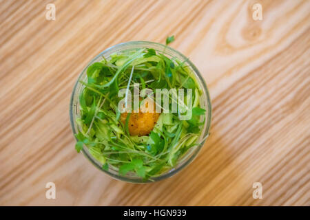 Das Restaurant Aquavit. Das Gericht ist Knollensellerie. Knollensellerie, Kohlrabi – verwurzelt Sellerie oder Knopf Sellerie, auch genannt ist eine Vielzahl von Sellerie Stockfoto