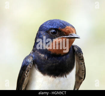 Schwalbe, Hirundo rustica, Nahaufnahme, Makro Stockfoto