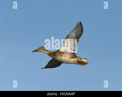 Stockente - Anas Platyrhynchos - weiblich Stockfoto