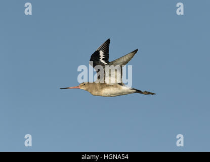 Uferschnepfe - Limosa limosa Stockfoto