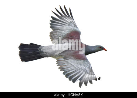 Chatham-Inseln Taube - Hemiphaga Chatamensis Stockfoto