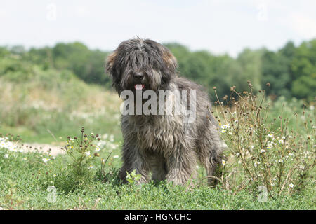 Katalanische Schäferhund Hund / Gos d'atura Català Erwachsene grau stehend Blume Stockfoto