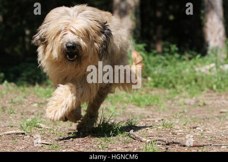 Katalanische Schäferhund Hund / Gos d'atura Català Erwachsenen Rehkitz laufen Stockfoto