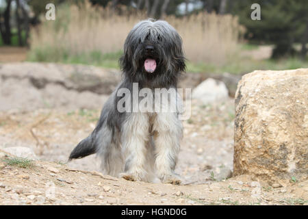 Katalanische Schäferhund Hund / Gos d'atura Català Erwachsene grau stehend Gesicht Stockfoto