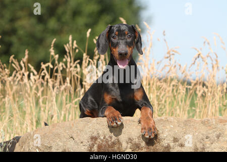 Dobermann mit Hund (natürlichen Ohren / natürliche Rute) Black And Tan Erwachsene Erwachsene im Felsen Stockfoto