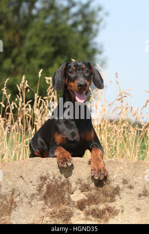 Dobermann mit Hund (natürlichen Ohren / natürliche Rute) Black And Tan Erwachsene Erwachsene im Felsen Stockfoto