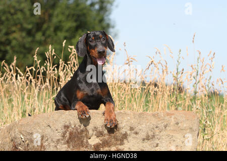 Dobermann mit Hund (natürlichen Ohren / natürliche Rute) Black And Tan Erwachsene Erwachsene im Felsen Stockfoto