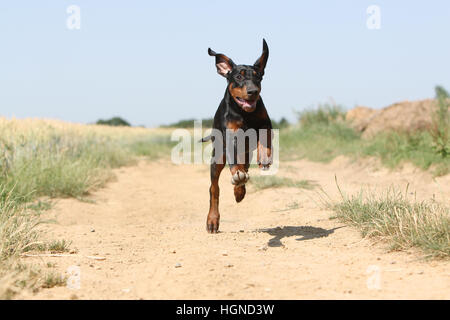 Hund Dobermann / Dobermann (natürlichen Ohren) Erwachsenen läuft Black And Tan Stockfoto