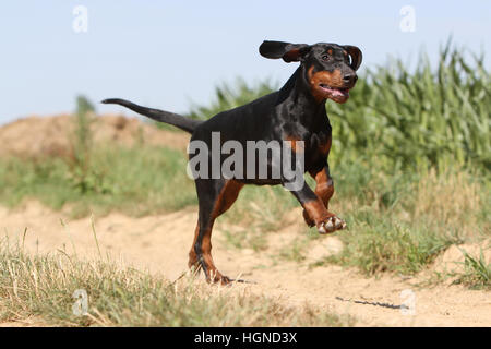 Hund Dobermann / Dobermann (natürlichen Ohren) Erwachsenen läuft Black And Tan Stockfoto