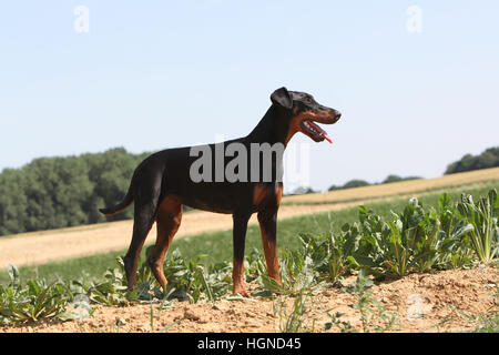 Hund Dobermann / erwachsenen Dobermann (natürlichen Ohren) stehen in einem Feld Stockfoto