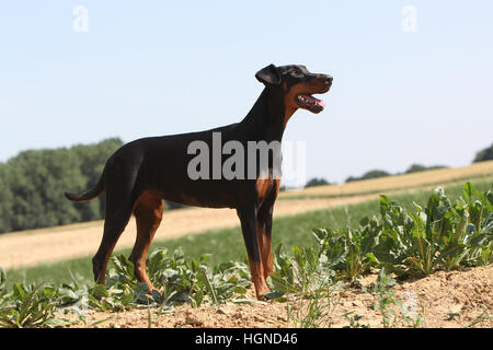 Hund Dobermann / erwachsenen Dobermann (natürlichen Ohren) stehen in einem Feld Stockfoto