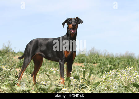 Hund Dobermann / erwachsenen Dobermann (natürlichen Ohren) stehen in einem Feld Stockfoto