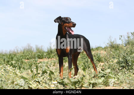 Hund Dobermann / erwachsenen Dobermann (natürlichen Ohren) stehen in einem Feld Stockfoto