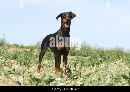 Hund Dobermann / erwachsenen Dobermann (natürlichen Ohren) stehen in einem Feld Stockfoto