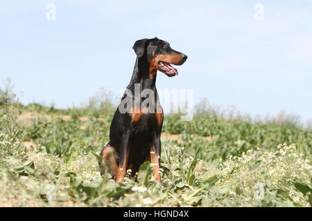 Dobermann mit Hund (natürlichen Ohren / natürliche Rute) Black And Tan Erwachsenen sitzen in einem in Tallgrass hoch Rasen Gräser Stockfoto