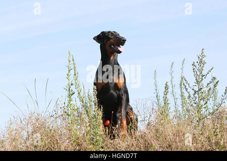 Dobermann mit Hund (natürlichen Ohren / natürliche Rute) Black And Tan Erwachsenen sitzen in einem in Tallgrass hoch Rasen Gräser Stockfoto