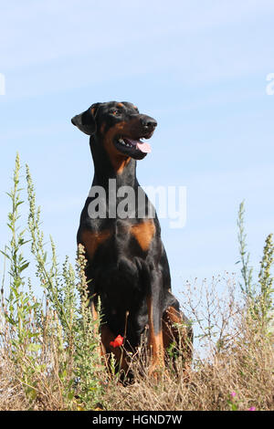 Dobermann mit Hund (natürlichen Ohren / natürliche Rute) Black And Tan Erwachsenen sitzen in einem in Tallgrass hoch Rasen Gräser Stockfoto