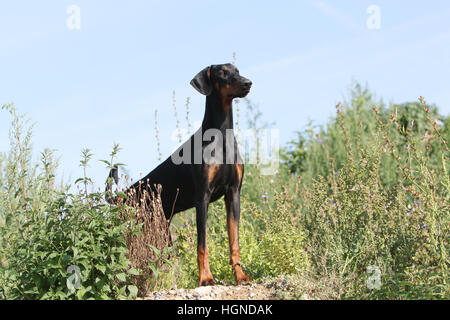 Hund Dobermann / erwachsenen Dobermann (natürlichen Ohren) stehen in einem Feld Stockfoto