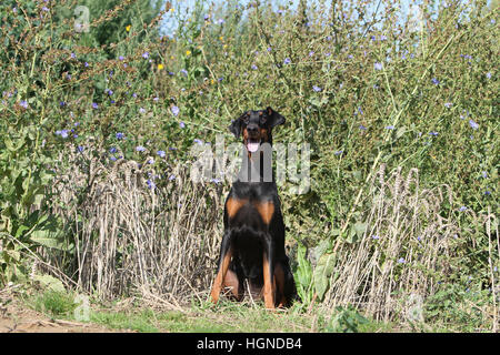 Dobermann mit Hund (natürlichen Ohren / natürliche Rute) Black And Tan Erwachsenen sitzen in einem in Tallgrass hoch Rasen Gräser Stockfoto