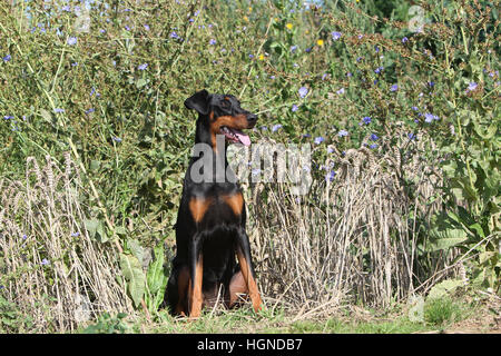 Dobermann mit Hund (natürlichen Ohren / natürliche Rute) Black And Tan Erwachsenen sitzen in einem in Tallgrass hoch Rasen Gräser Stockfoto