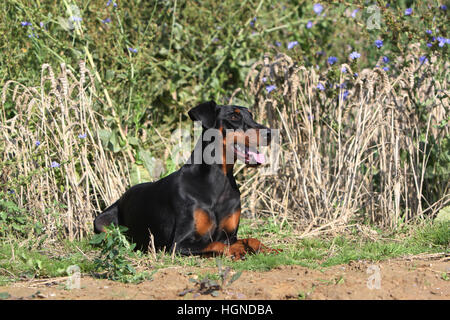 Dobermann mit Hund (natürlichen Ohren / natürliche Rute) Black And Tan Erwachsene Erwachsene auf dem Rasen Stockfoto