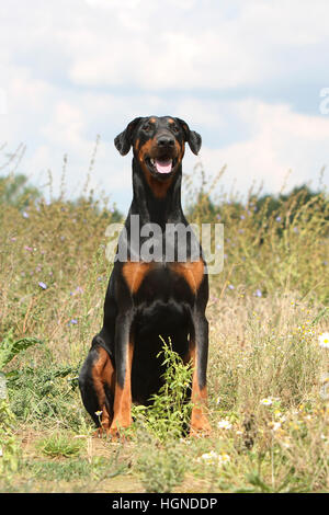 Dobermann mit Hund (natürlichen Ohren / natürliche Rute) Black And Tan Erwachsenen sitzen in einem in Tallgrass hoch Rasen Gräser Stockfoto