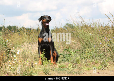 Dobermann mit Hund (natürlichen Ohren / natürliche Rute) Black And Tan Erwachsenen sitzen in einem in Tallgrass hoch Rasen Gräser Stockfoto