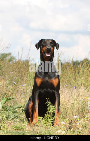 Dobermann mit Hund (natürlichen Ohren / natürliche Rute) Black And Tan Erwachsenen sitzen in einem in Tallgrass hoch Rasen Gräser Stockfoto