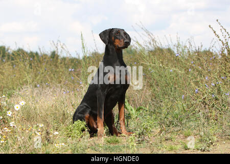 Dobermann mit Hund (natürlichen Ohren / natürliche Rute) Black And Tan Erwachsenen sitzen in einem in Tallgrass hoch Rasen Gräser Stockfoto