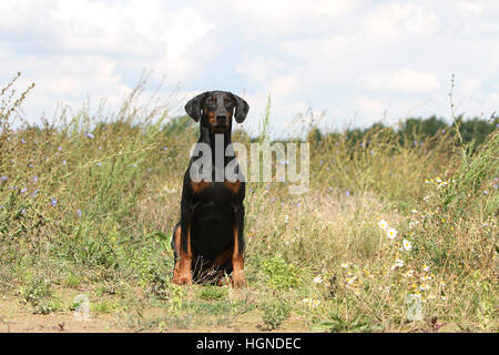 Dobermann mit Hund (natürlichen Ohren / natürliche Rute) Black And Tan Erwachsenen sitzen in einem in Tallgrass hoch Rasen Gräser Stockfoto