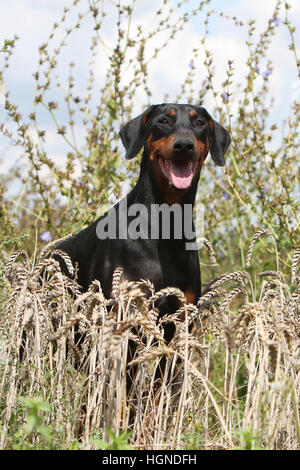 Hund Dobermann / erwachsenen Dobermann (natürlichen Ohren) stehen in einem Feld Stockfoto