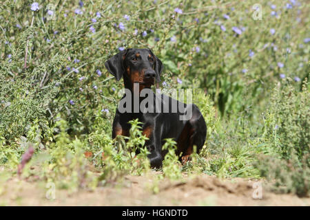 Dobermann mit Hund (natürlichen Ohren / natürliche Rute) Black And Tan Erwachsene Erwachsene auf dem Rasen Stockfoto