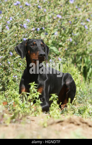 Dobermann mit Hund (natürlichen Ohren / natürliche Rute) Black And Tan Erwachsene Erwachsene auf dem Rasen Stockfoto