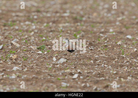 Eurasische Mornell (Charadrius Morinellus), Weibchen auf der Frühjahrszug im gepflügten Ackerfläche mit Feuerstein in Norfolk Stockfoto