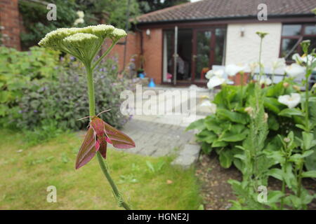 Elefant Hawkmoth (Deilephila Elpenor) in einem Vorort Garten im Weitwinkel Stockfoto