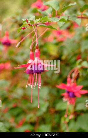 Die hängenden Blüten einen schönen exotischen rosa und lila Fuchsia Stockfoto