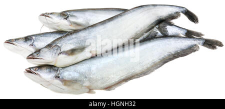 South Asian Boal Fische auf weißem Hintergrund Stockfoto